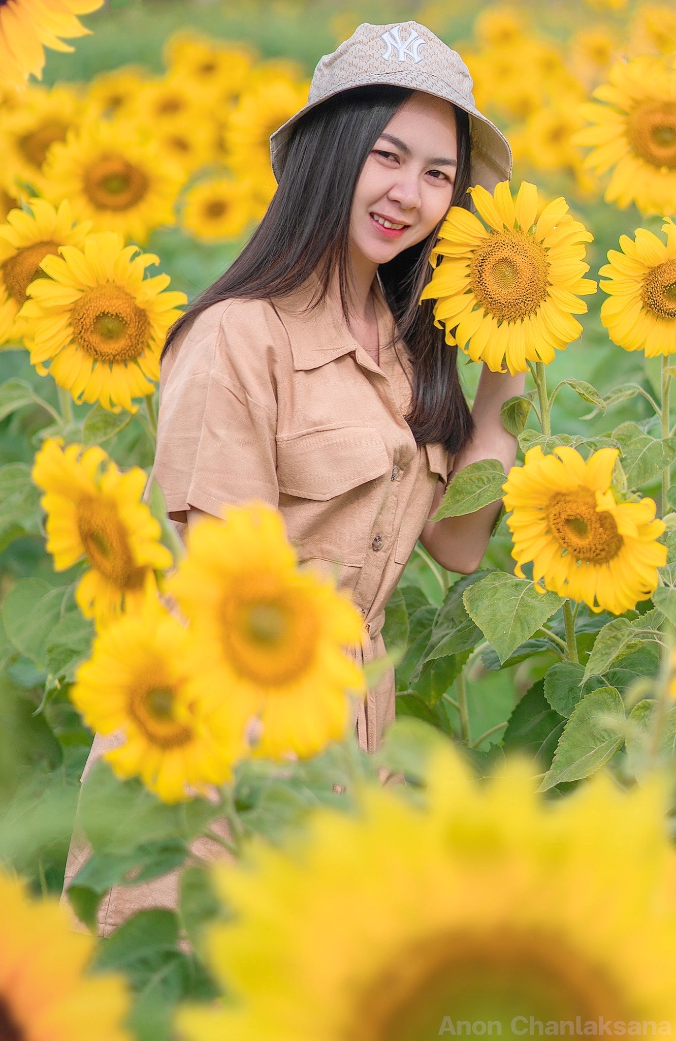 ไร่คีรีบูรพา ดอกทานตะวันชลบุรี